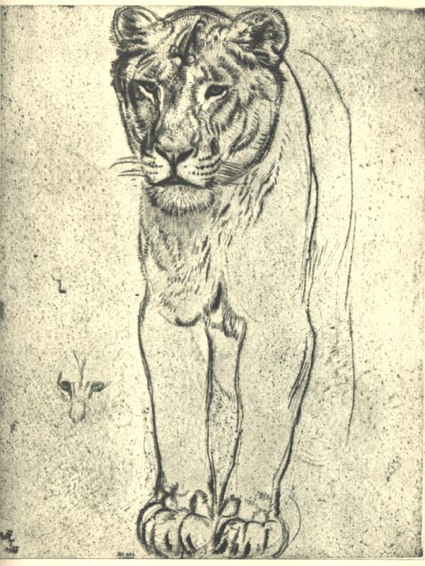 Ed.W.Lõvi.1937.Kuivnõel.jpg: Ed.Wiiralt. Lõvi.1937.Kuivnõel.