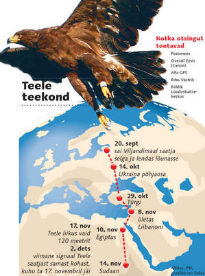 konnakotkas_2.jpg: Konnakotka Teele ränd