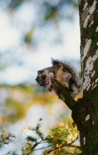 Lendorav 2: Uudo Timmi foto